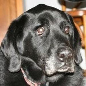 Meet your Posher, Dane